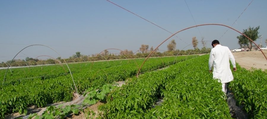 pk-pipip-layyah-tunnel-farm-735x490